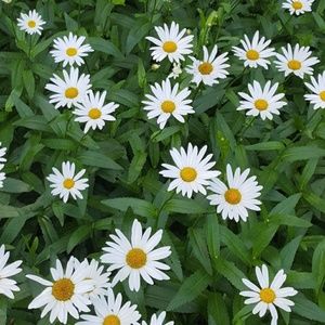 Meet your Posher, Marilyn